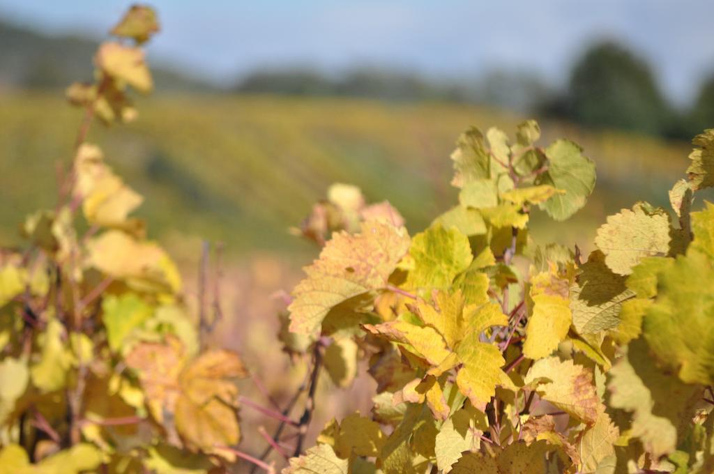 Le Clos De Fernande Corcelles-les-Arts Eksteriør bilde
